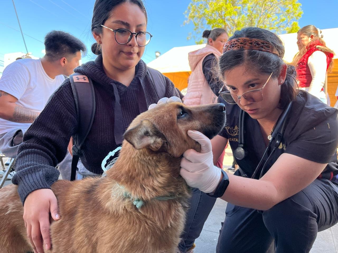 Celebra Agatan séptimo año con más de 164 mil esterilizaciones a animales de compañía